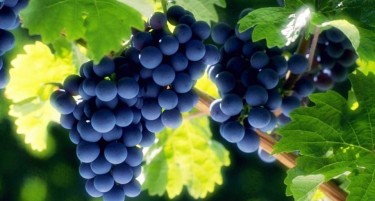 МЗСШВ: Со субвенциите се стабилизира откупот на грозје