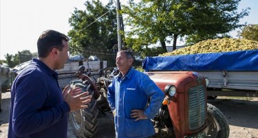 СДСМ тврди: Откупот на грозје пропаѓа, власта ги лаже лозарите