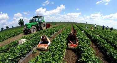 Земјоделство 2017: Најмногу пари за хидросистеми и субвенции, дали ќе го развијат аграрот?