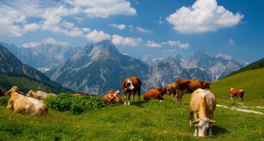 Се стопира увозот на животни, јајца и семе од Црна Гора и Словенија