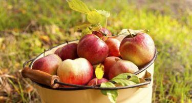 ФОТО: Одгледуваат јаболка како од учебник, како им успева?