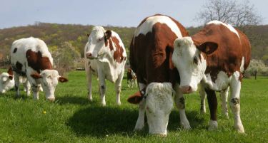 Ќе се зголеми помошта за купување на високо приносен добиток
