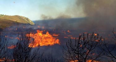 Пожарот на Тасос е локализиран – изгореа куќи и туристички комплекси