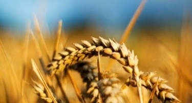 Жетвата одамна заврши, а пченицата скапува во амбарите