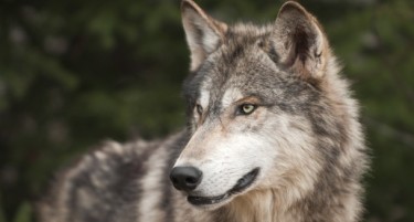 Наезда на волци во земја од Балканот