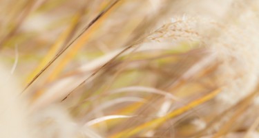 Исплатлива билка која не бара многу труд