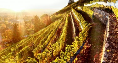 Годинава веројатно ќе биде најлоша за светското производство на вино