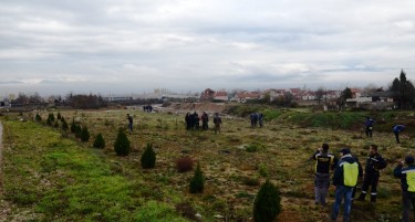 Колку садници ќе бидат засадени утре - детали за новата акција „Ден на дрвото“
