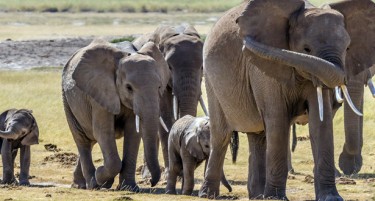 ТРАГЕДИЈА ВО НЕПАЛ: Слонови нападнаа село, еден загина