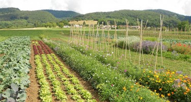 Што се одгледува на нивите во Македонија?