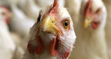 Заразата со птичји грип во с. Мороишта - потенцијална закана за луѓето