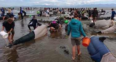 (ВИДЕО-ФОТО) ПОМОР ВО НОВ ЗЕЛАНД: 400 китови насукани на плажа, повеќе од 300 умреле