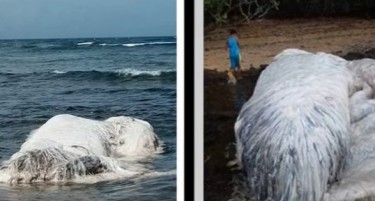 МИСТЕРИЈАТА РЕШЕНА: Еве какво животно се насука на бреговите на Филипините!
