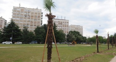 ПАРИ ФРЛЕНИ ВО МАГЛА: Палмите се исушија, сега ќе ја красат депонијата