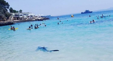 Видео: Сина ајкула испаничи туристи во Шпанија