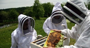 Пчеларите од Штип загрижени за својата егзистенција