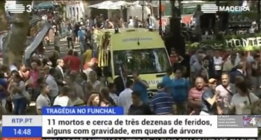 (ВИДЕО) Дрво уби 11, и повреди над 30  луѓе во Португалија
