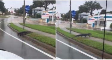Видео: Алигатори нова закана за Флорида по ураганот „Ирма“