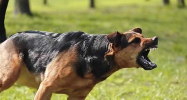 НОВ ИНЦИДЕНТ: Куче скитник нападна мајка и дете