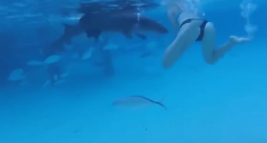 Видео: Ајкула им го прекина медениот месец