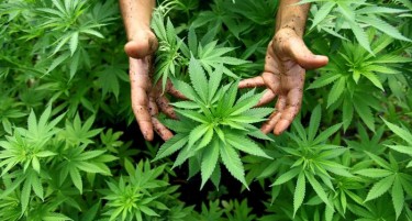 СЗО: Нема никакви последици од медицинската марихуана