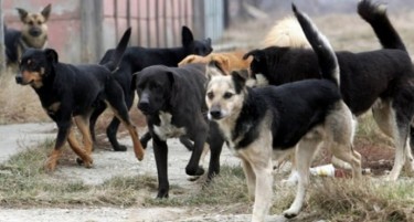 Град Скопје нема прeцизна статистика за исплатените тужби кон граѓани каснати од кучиња скитници