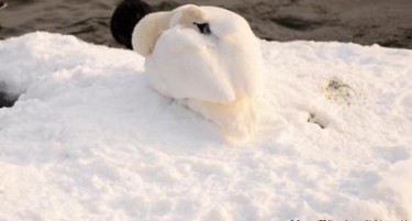 ТЕМПЕРАТУРИ ОД -30 СТЕПЕНИ: Фотографија од смрзнат лебед го обиколи светот