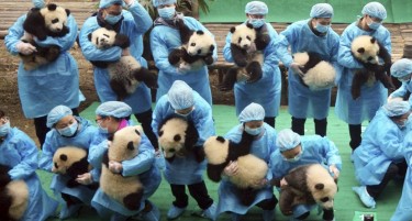 (ВИДЕО) Кина гради национален парк за панди во вредност од 1.5 милијарда долари