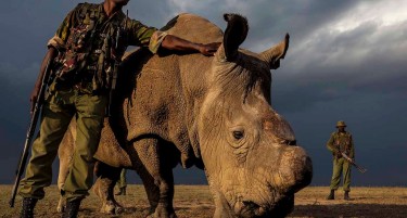 Човековата негрижа нема граници: умре последниот мажјак од северниот бел носорог