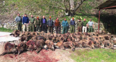 Масакрирани 57 диви свињи, кривична пријава за политичарите кои се фотографирале со нив