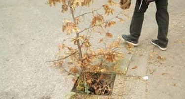 КРЕАТИВНИ КРАДЦИ: Украдени сите шахти во Карпош 1, ги разубавиле со лисја и гранки