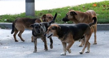 Уште три пријавени напади на кучиња врз скопјани