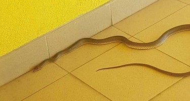 (ВИДЕО) Змија снимена во студентскиот дом „Стив Наумов“