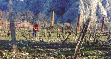 И МАКЕДОНИЈА ИМА СУПЕР БАБИЧКА: Живее во Демир Капија