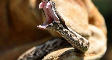 Серум против каснување од змија - Не може да се купи во Македонија, но го има како бесплатен