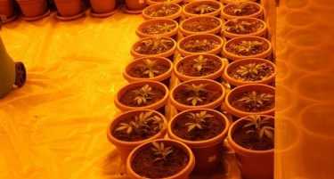 МВР упадна во викендица со лабораторија за марихуана