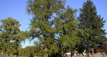 Дрвото Гинко го замени Ќосето