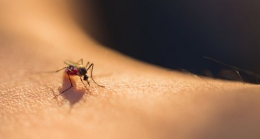 Топлотниот бран убива комарци
