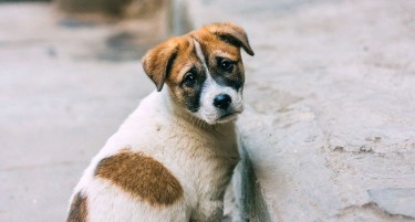 Наместо на Фејсбук покажете се на дело, стационарот нуди вдомување на кучиња-скитници