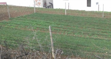 Вака Скопјанец се богати од зачинот во кој се бањала Клеопатра