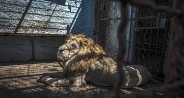 (ФОТО) Дејли Меил ја „посрами“ Албанија со фотографии од приватна зоолошка градина