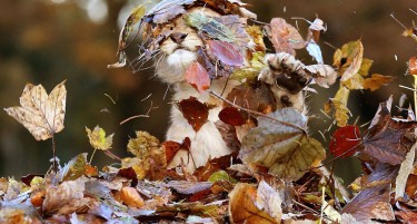 Денес нагла промена на временската прогноза