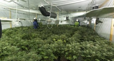 Три фабрики за марихуана ќе никнат во 2019-та само во една општина