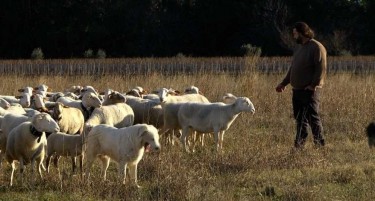 Овчар исчезна во Новаци, потрагата отежнета поради лошото време