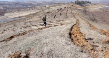 Пошумени 2 хектари со 4.000 садници во Коњаре