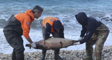 (ФОТО) Кој ги убил делфините: Нова „војна“ меѓу Грција и Турција во Егејското море