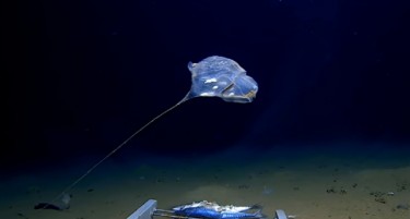 (ВИДЕО) Неверојатно суштество снимено во длабочините на Индискиот Океан
