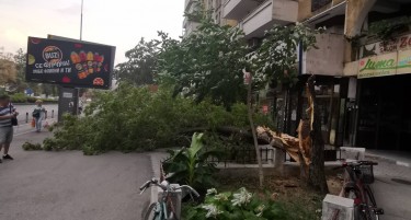 (ФОТО+ВИДЕО) Невреме во Скопје, ветерот искрши дрвја