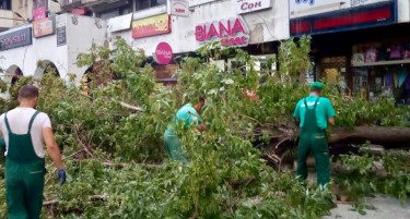 СЕ РАСЧИСТУВА ПО НЕВРЕМЕТО: Богдановиќ повика граѓаните да пријават паднати дрвја