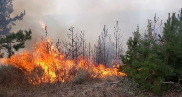 Пресметано колкава е загубата од изгорениот шумски фонд во Велес